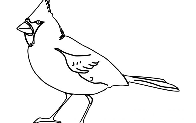 northern cardinal coloring pages